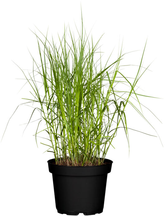  Palmwedel-Segge