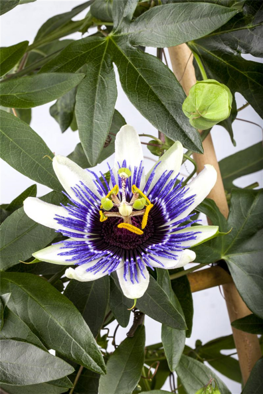  Blaue Passionsblume