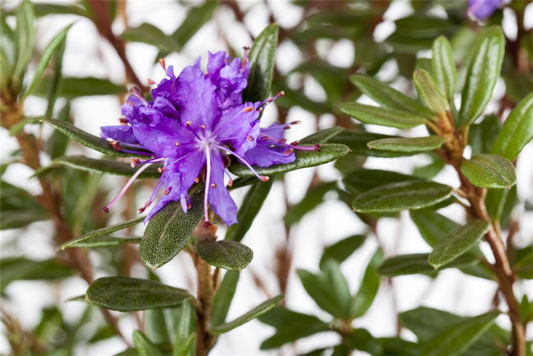  Kleinblättriger Rhododendron „Azurika“