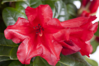  Zwerg-Rhododendron „Baden-Baden“