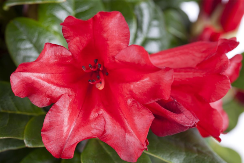  Zwerg-Rhododendron „Baden-Baden“