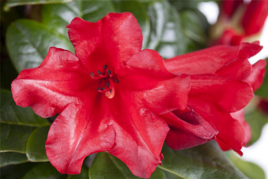  Zwerg-Rhododendron „Baden-Baden“