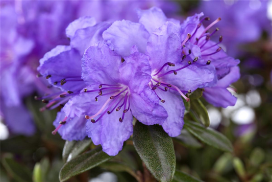  Kleinblättriger Rhododendron „Saint Merryn“