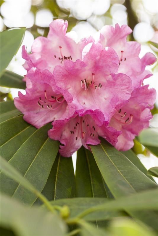  Rhododendron „INKARHO® Rosa Dufthecke“