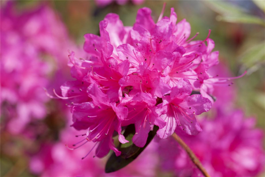  Rhododendron „Anna Baldsiefen“