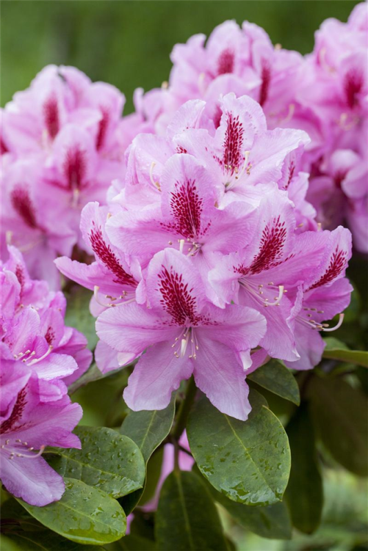  Rhododendron-Hybride „Furnivall“s Daughter“