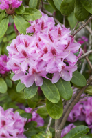  Rhododendron-Hybride „Furnivall“s Daughter“