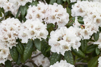  Rhododendron-Hybride „Bellini“
