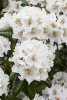  Rhododendron-Hybride „Bellini“
