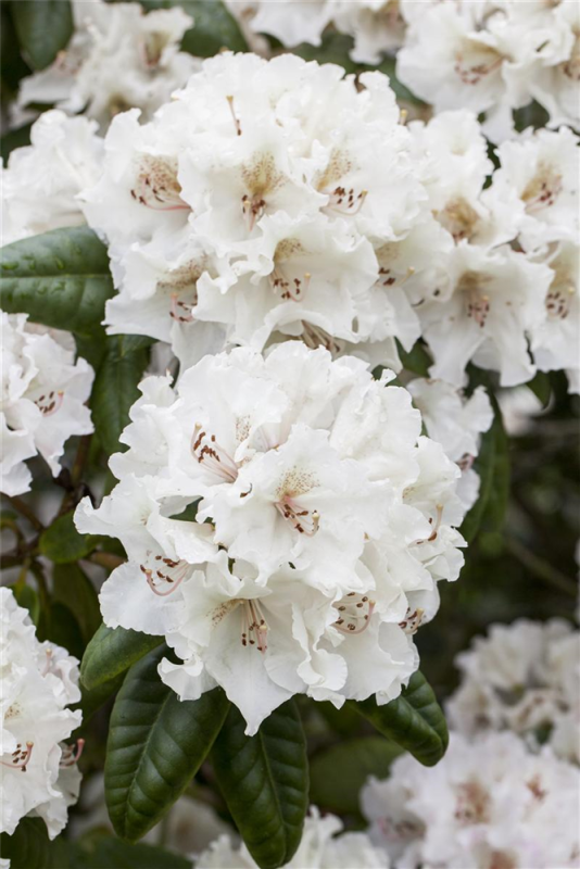  Rhododendron-Hybride „Bellini“
