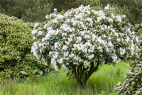  Rhododendron-Hybride „Bellini“