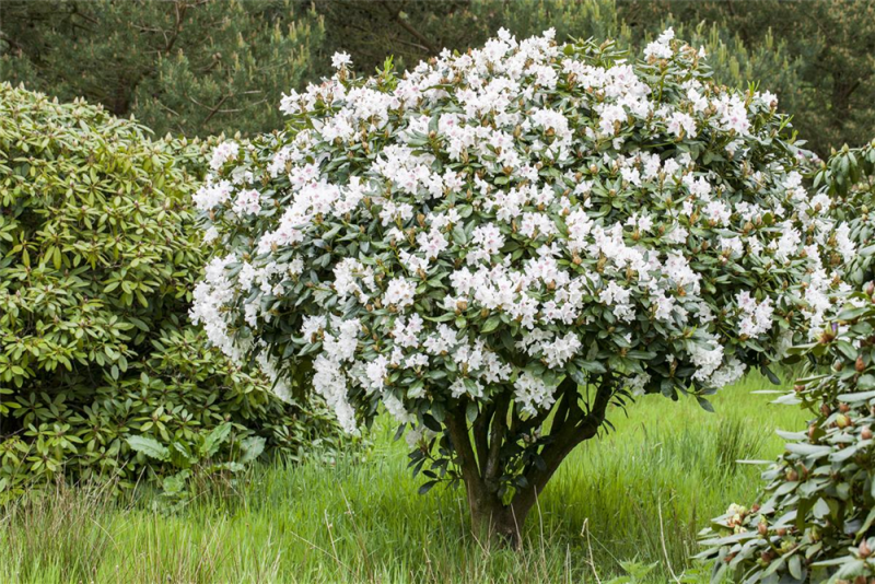  Rhododendron-Hybride „Bellini“