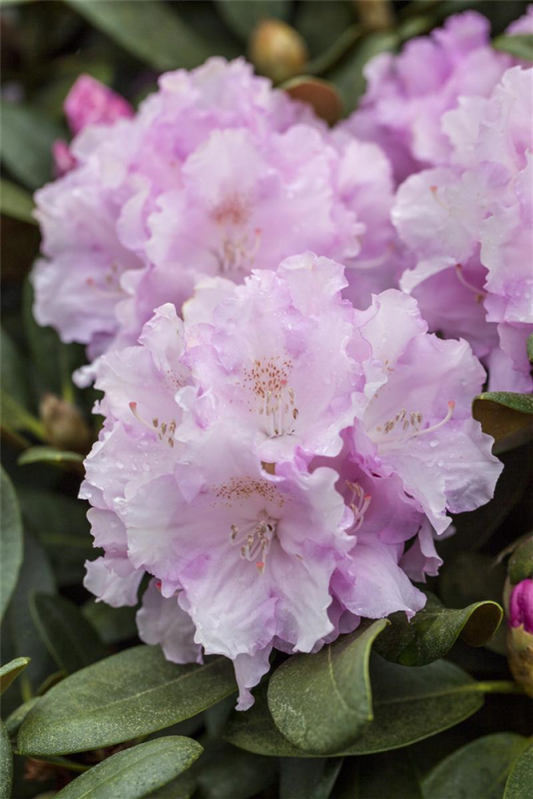  Yaku-Rhododendron „Biko“