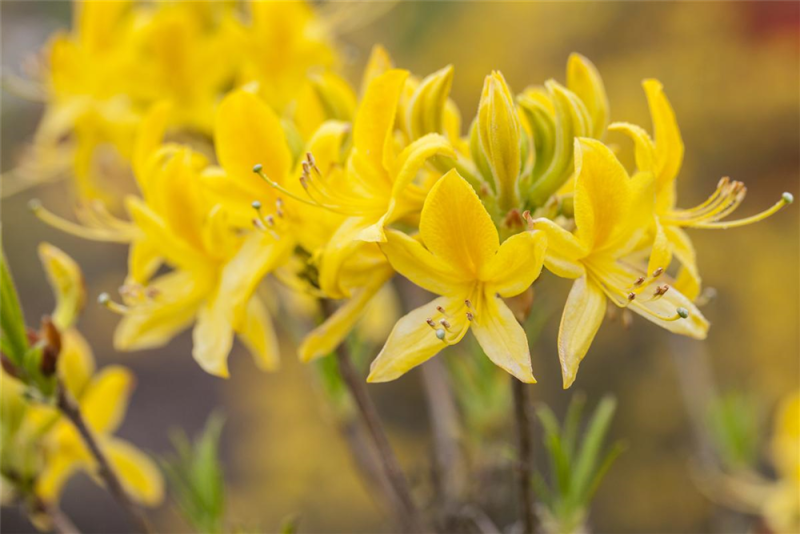  Pontischer Rhododendron „Sämling“