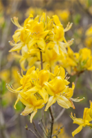  Pontischer Rhododendron „Sämling“