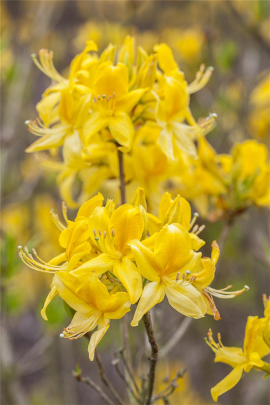  Pontischer Rhododendron „Sämling“