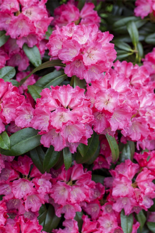  Rhododendron-Hybride „Germania®“