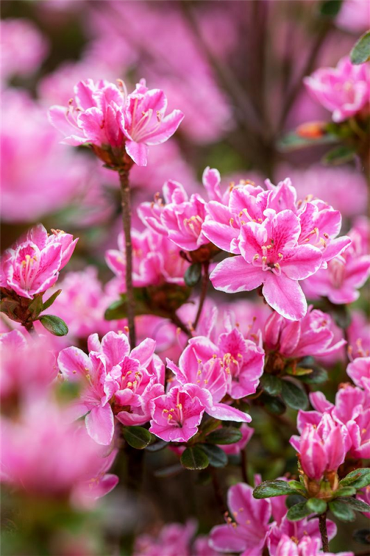  Japanische Azalee „Pink Poetry®(s)“