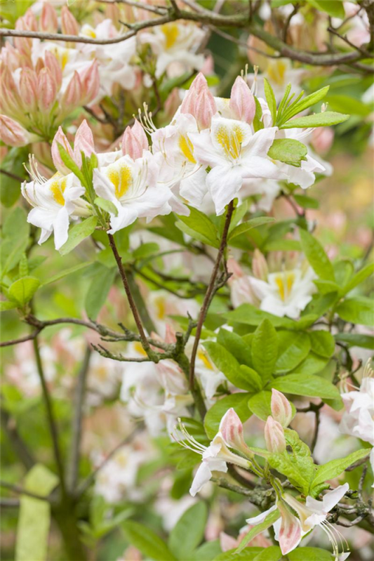  Sommergrüne Azalee „White Melody“