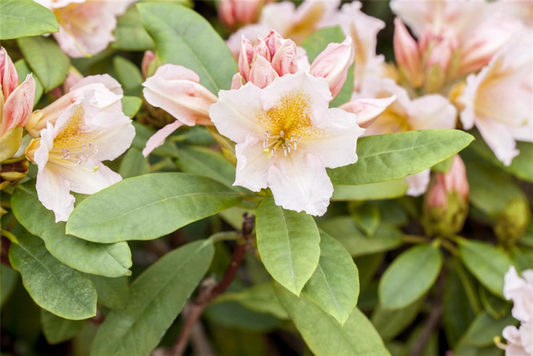  Rhododendron „Belkanto“ (s)