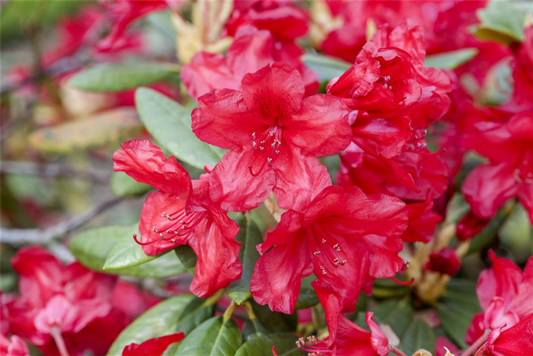  Yaku-Rhododendron „Bohlken´s Roter Stern®“
