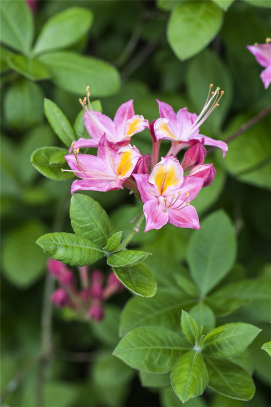 Rhododendron „Pink And Sweet“