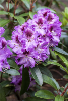  Rhododendron-Hybride „Pfauenauge®“