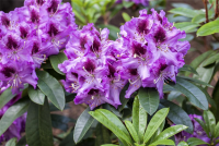  Rhododendron-Hybride „Pfauenauge®“