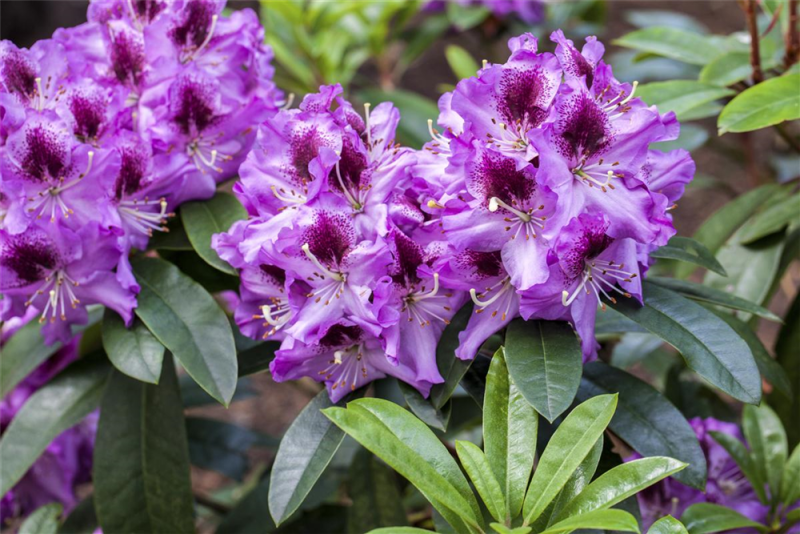  Rhododendron-Hybride „Pfauenauge®“