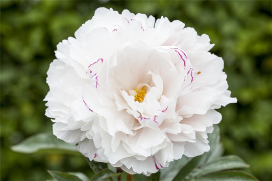  Asiatische Pfingstrose