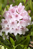  Rhododendron „Bloombux®“ - Hecke