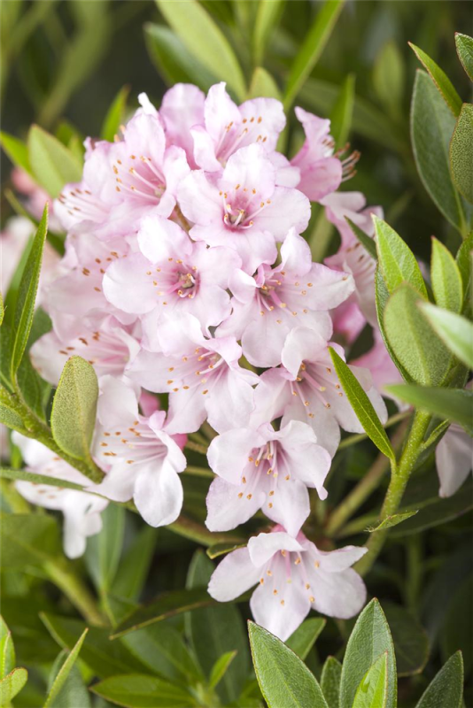  Rhododendron „Bloombux®“ - Hecke