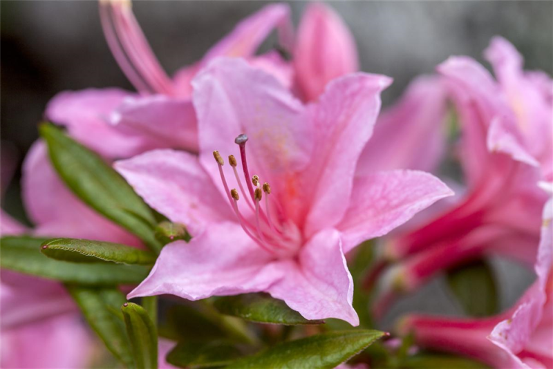  Rhododendron „Weston´s Sparkler“