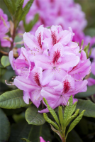  Rhododendron-Hybride „Furnivall“s Daughter“