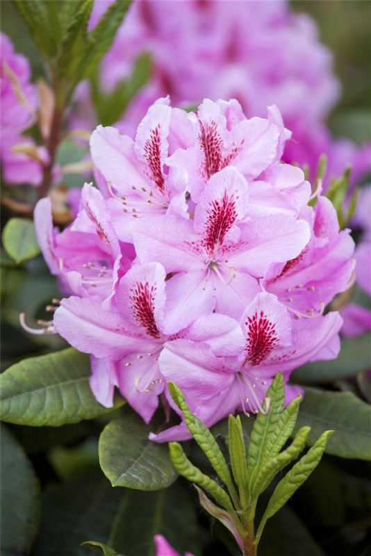  Rhododendron-Hybride „Furnivall“s Daughter“