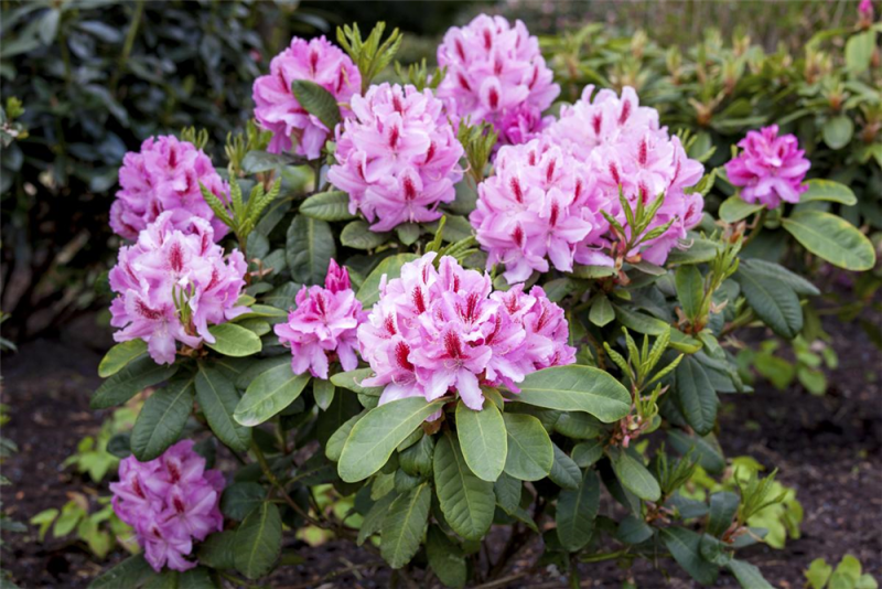  Rhododendron-Hybride „Furnivall“s Daughter“