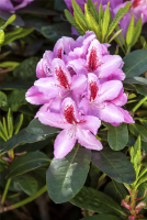  Rhododendron-Hybride „Furnivall“s Daughter“