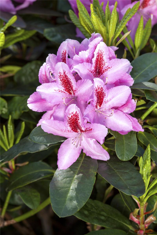  Rhododendron-Hybride „Furnivall“s Daughter“