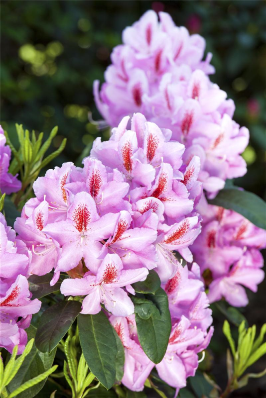  Rhododendron-Hybride „Furnivall“s Daughter“