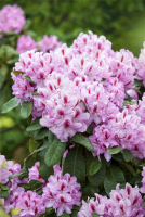  Rhododendron-Hybride „Furnivall“s Daughter“