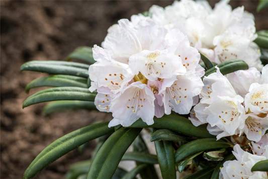  Rhododendron „Makiyak“