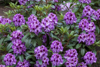  Rhododendron-Hybride „Pfauenauge®“