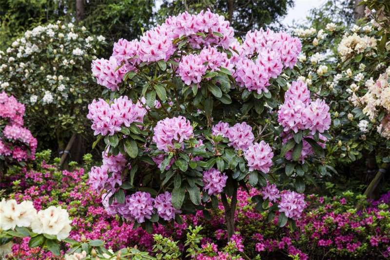  Rhododendron-Hybride „Furnivall“s Daughter“