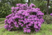  Rhododendron-Hybride „Pfauenauge®“
