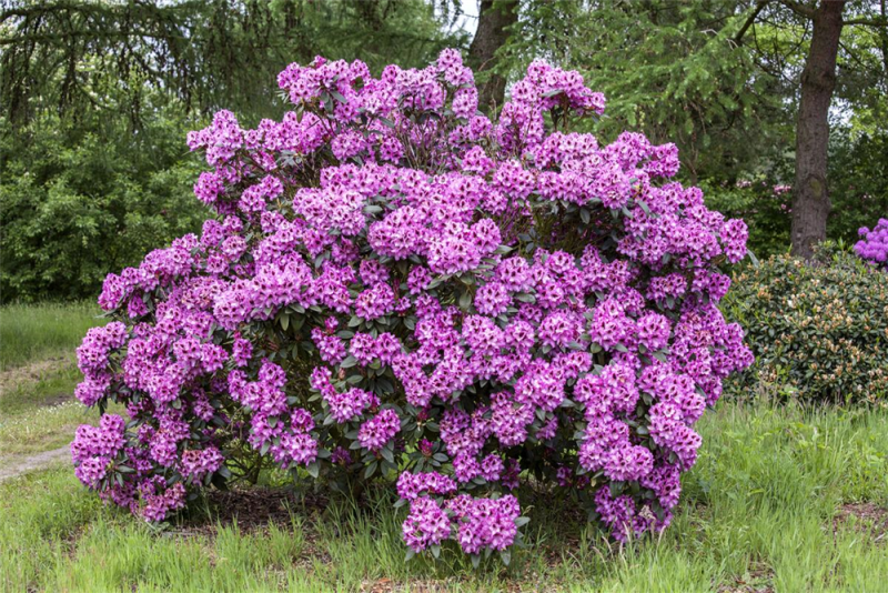  Rhododendron-Hybride „Pfauenauge®“