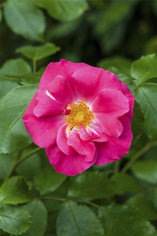  Apfelrose „Rubra“
