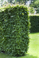  Hainbuchen-Hecke