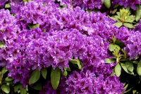  Rhododendron „Azurro“