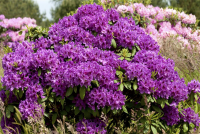  Rhododendron „Azurro“