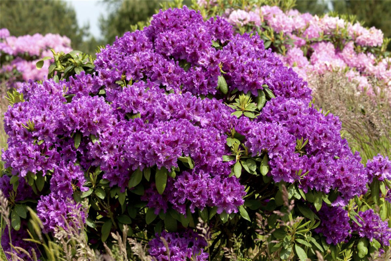  Rhododendron „Azurro“